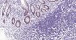 PCNA Mouse mAb, Nuclear Loading Control